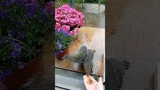 Hungry squirrel