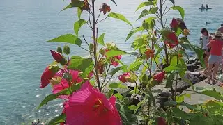 বাগান, পর্ব ১১২। আলু তোলা হল, ফ্রান্সের গ্রামীণ জীবন।  Harvesting potatoes –Village Life in France.