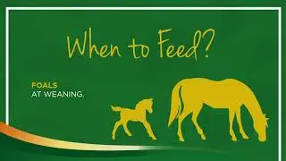 Calphormin - Supplement for horses - TRM Amacron