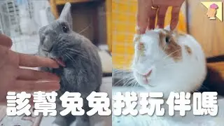 【侑敏yomin】要幫兔兔找朋友嗎？／別一相情願情，你可能在幫倒忙