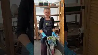 Сеем лук!