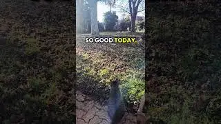 She spent the morning outside, eating grass to help her digestion