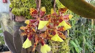 Trichocentrun tigrinum 'Domingo P&eacute;rez' x Trichocentrum nanum #orchid #orquideas #trichocentrum