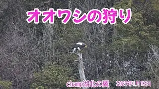 山本山オオワシの狩り　20250112