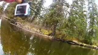 Situk Steelhead 2014