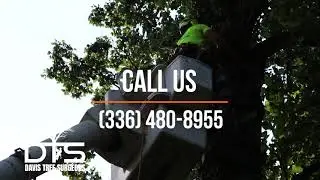 Davis Tree - Intro Video