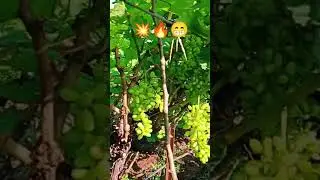 #farming #new vlog  angur 🔥😁👍 #music