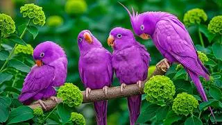 Birdsong in Forest 🌲🐦 | Authentic Nature Sounds for Sleep, Relaxation & Focus