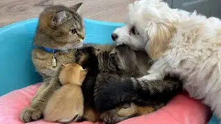 The puppy wants to help the mother cat wash the kittens while she feeds them