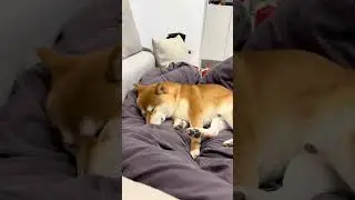 Tiredness level: Sleeping on the street! #animals #funnydogs #dog