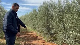 زراعة الزيتون بالمغرب اشنو معمول مع ذودة واشنو دواء لخاصها 