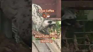 Anus Coffee