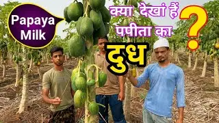 Papaya Milking | ऐसे निकलता है पपीता का दूध | Shahada Nandurbar Maharashtra India