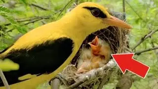 Very Hungry Chicks Of Golden Oriole Bird #birds #cutebaby #beautiful #love #likeforlikes 