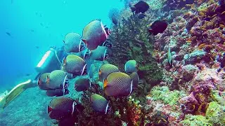 Scuba Diving in Pulau Weh, Indonesia