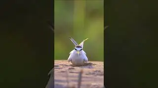 Mother feeding beautiful baby bird nest||Musa plus am||