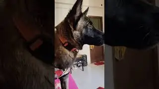 Simba Cute is live #simbacute #simbacutemasti #viral 