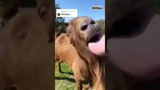 Goat making funny noise with tongue #goat #funnygoat Funny Goat Tongue|Funny Goat Tongue
