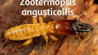 Zootermopsis angusticollis | замена муравьям?
