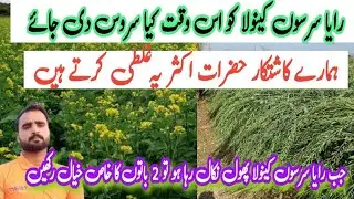 Fertilizer plan for mustard crop in flowering stage | Raia sarson canola the best time use potash .