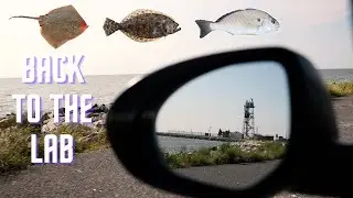 Fishing Black Walnut Point Pt 2 | Chesapeake Bay MD (Skate, Flounder, Spot)