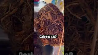 Assustei quando vi. Geralmente a gente apara as raizes. Estou com d&oacute; de cortar as batatinhas 😅🥹