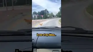 The Chicken CROSSED THE ROAD!!! 🐔🛣️