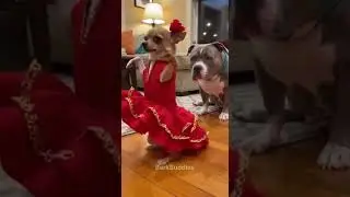 Funniest Dog Moments For Today, Chihuahua & Pit Bull 🐶 #dog #funnydogs #shortsviral #funnypets