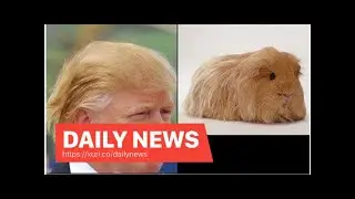Daily News - Trump's love interest, Steve Cortes, tried to attack CNN's Ana Navarro to call the p...