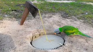 Amazing Creative Easy Bird Trap Using Simple Tools