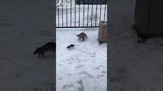cat and mouse chase🐕😂😂#cat#mouse#chaseme#shorts