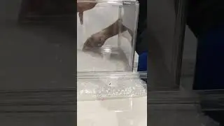 Acrylic Toy Display Box | How to install