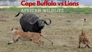 Cape Buffalo vs Lions: African Wildlife with predators and its Ecosystem