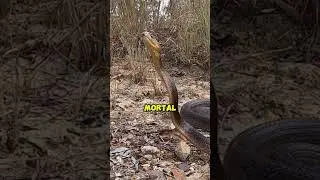 Cobra Taipan do Interior A Serpente Mais Venenosa do Mundo! #TaipanDoInterior#SerpenteMortal#cobras