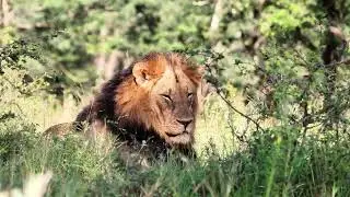 Rhino River Lodge | Experience a Big Five Safari in Zululand, South Africa