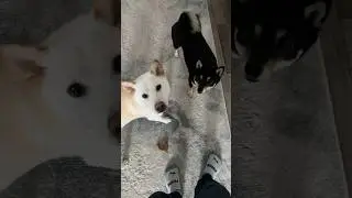 Shiba Inu wakes up to crunchy O&rsquo;s