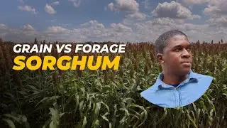 Should I Plant Grain or Forage Sorghum