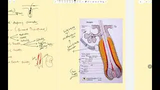 Hair Dermatology MBBS