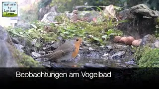 Beobachtungen am Vogelbad