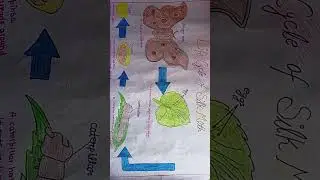#life cycle of silk moth