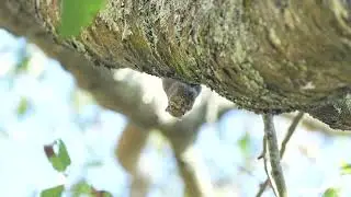 條紋松鼠吃臺灣赤楊果實 Formosan Striped Squirrel | Taichung, Taiwan | Jan 2023