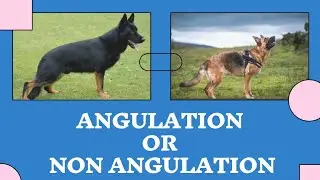 Angulation Or non-Angulation || difference || Breed info gsd||