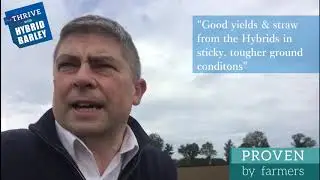 Belfry Winter Hybrid Barley Crop Establishment in difficult condtions