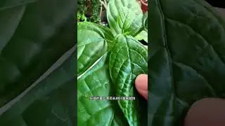 五月花草生长旺的方法#养花小知识 #家庭养花达人
