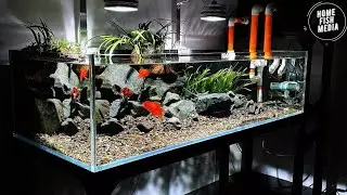 Stunning Underwater home fish media Explore the Beauty of a Plant Aquarium #80