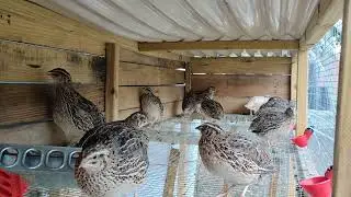 Male to Female Quail Ratio