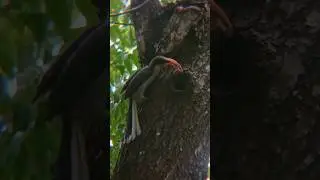 mother 😍 gray hornbill 🪶 feeding her babies #wildlife #videography  #hornbill #birds #short