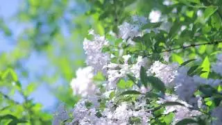 Chinese Peaceful Heartwarming Harp Asian Emotional Traditional Music, Emotive Harp Delicate Music