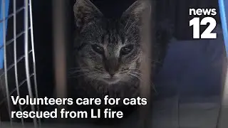 Volunteers care for hundreds of cats rescued from fire at Long Island sanctuary | News 12