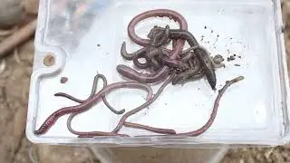 Many worms are on the plastic box and trying to get down to the ground.